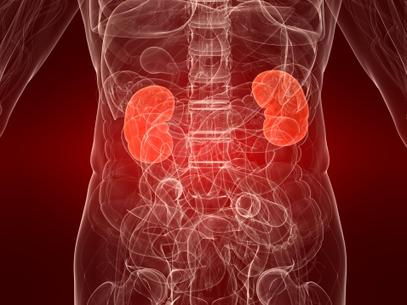 Kidney Transplant Biopsy