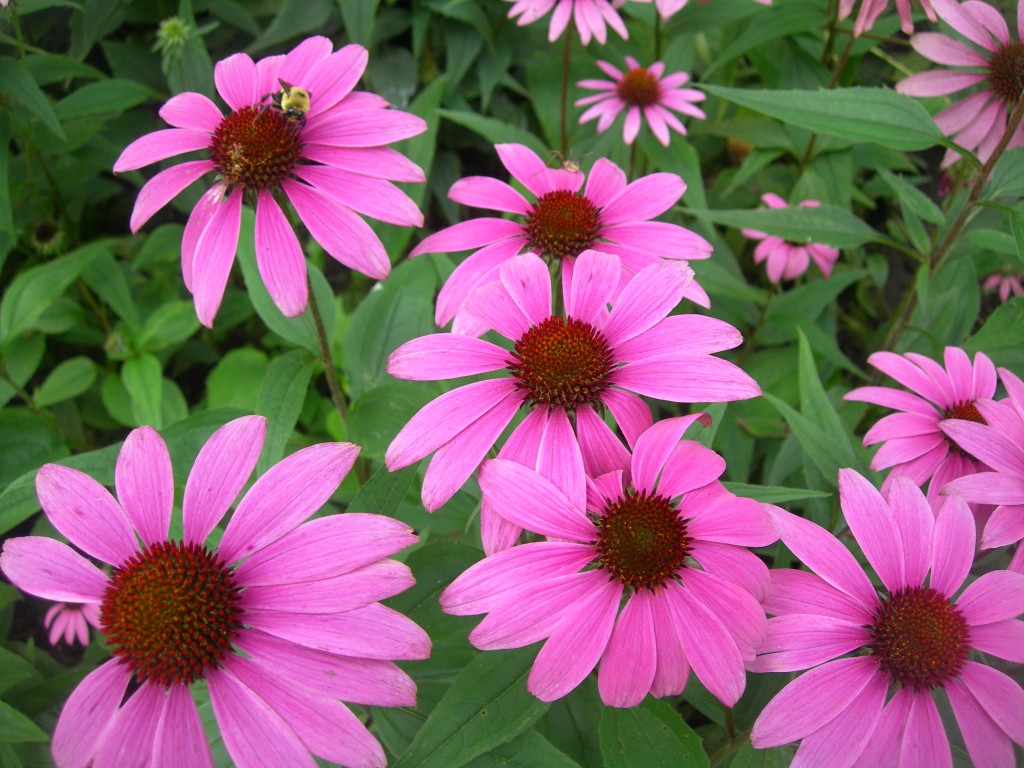 Echinacea sp.