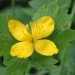 CHELIDONIUM MAJUS_celidonia