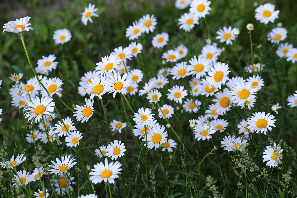 wild-daisies