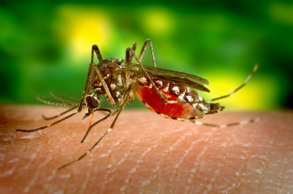 Picaduras de mosquitos - NutriPharm tratamiento recomendaciones